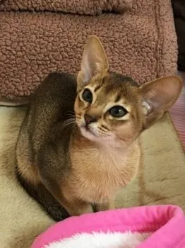 SSM 様のお迎えした子猫