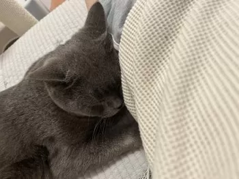I.I 様のお迎えした子猫