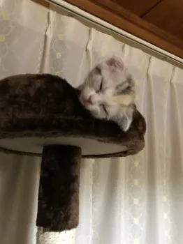 ピナ 様のお迎えした子猫