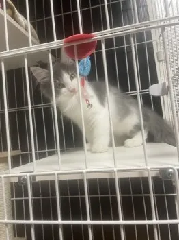ヨッシー 様のお迎えした子猫