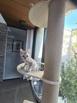 Saku 様のお迎えした子猫