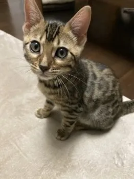 ねこみん 様のお迎えした子猫