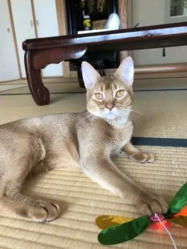 M 様のお迎えした子猫