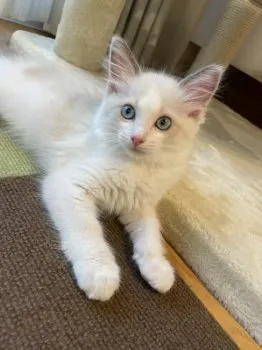もと 様のお迎えした子猫