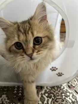 M.T 様のお迎えした子猫