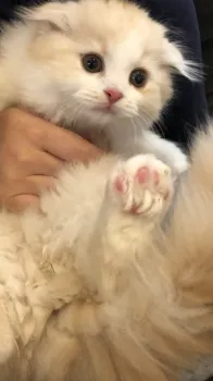 taka417 様のお迎えした子猫
