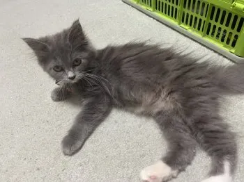 J.S 様のお迎えした子猫
