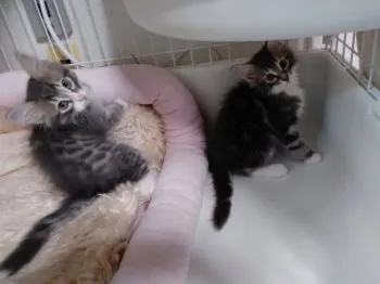 クル 様のお迎えした子猫