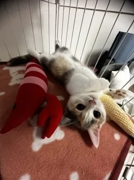 M.M 様のお迎えした子猫