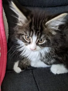 あおい猫の黒丸 様のお迎えした子猫