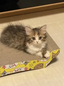 M.A 様のお迎えした子猫