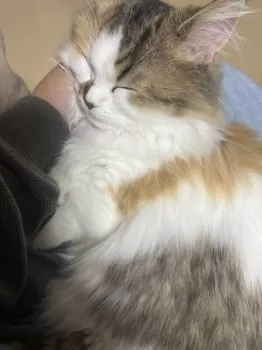 モコモコ 様のお迎えした子猫