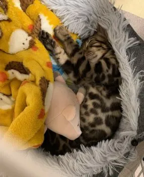 Aｍ 様のお迎えした子猫