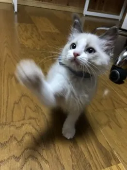 いなし 様のお迎えした子猫