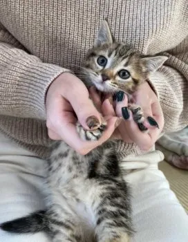 C.E 様のお迎えした子猫