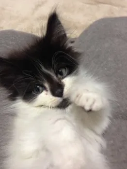 センチネル 様のお迎えした子猫