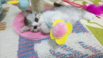 ヒロミン 様のお迎えした子猫