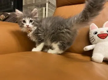 まゆ 様のお迎えした子猫