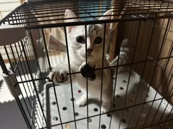 M.O 様のお迎えした子猫