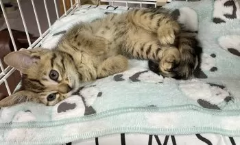 ロコモコ 様のお迎えした子猫