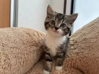 のっこ 様のお迎えした子猫