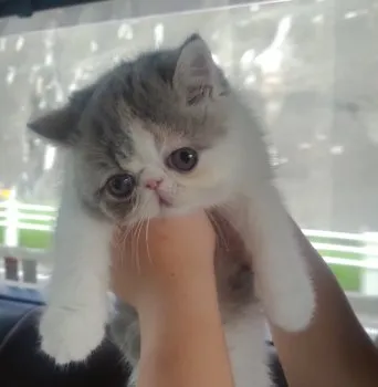 とっとこ 様のお迎えした子猫