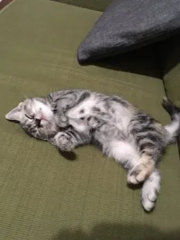 ns 様のお迎えした子猫