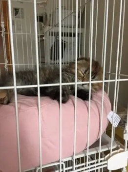 サラ 様のお迎えした子猫