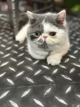 T.I 様のお迎えした子猫