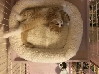 カノンママ 様のお迎えした子猫
