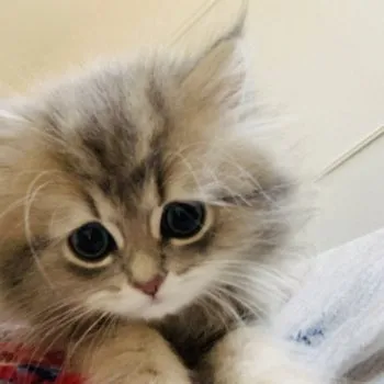 SAYACO 様のお迎えした子猫