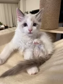 ニャン玉ニャン太郎 様のお迎えした子猫