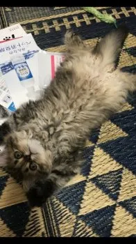ももちゃん 様のお迎えした子猫