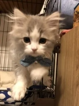さこたん 様のお迎えした子猫