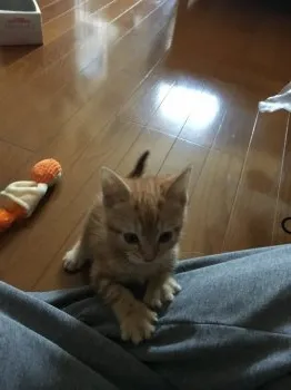 ケイ 様のお迎えした子猫
