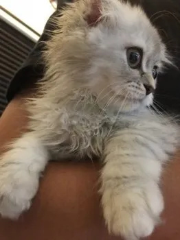 こまちゃん 様のお迎えした子猫