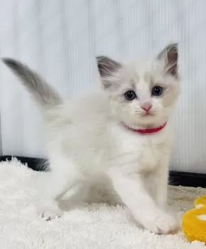 M.K 様のお迎えした子猫