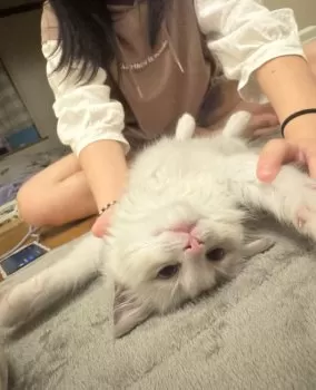 N.Y 様のお迎えした子猫