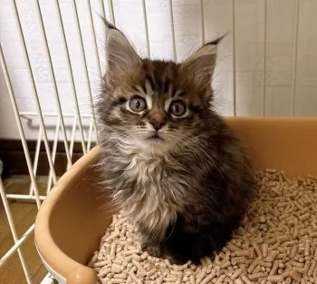 S.K 様のお迎えした子猫