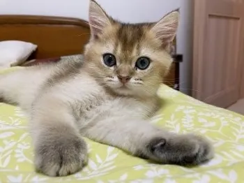 りゅうきんぐ 様のお迎えした子猫