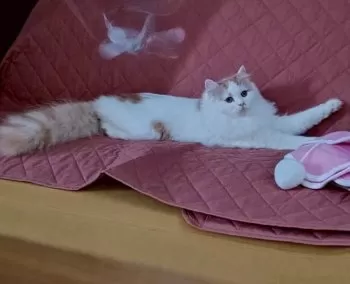 K.K 様のお迎えした子猫