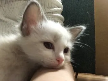 ハル 様のお迎えした子猫