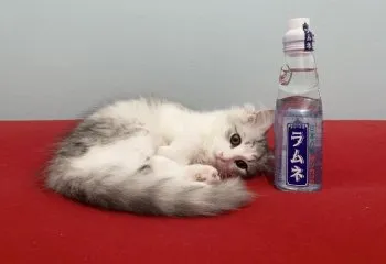 Palu 様のお迎えした子猫