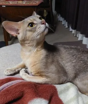 MOMOKA 様のお迎えした子猫