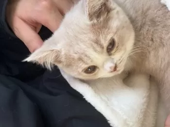 ふにゃん 様のお迎えした子猫