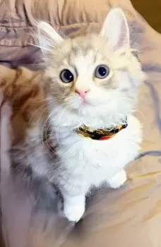 K.H 様のお迎えした子猫