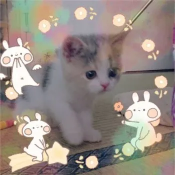 しんさん 様のお迎えした子猫