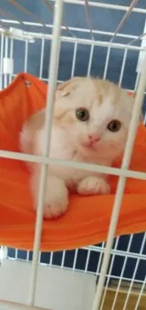 スコにゃん 様のお迎えした子猫