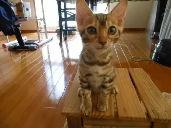 G.Y 様のお迎えした子猫
