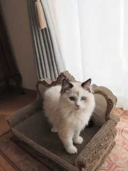 わこ 様のお迎えした子猫